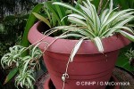 Spider Plant (Chlorophytum comosum 'Vittatum')