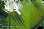 Brisbane Lily (Proiphys amboinensis)