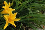 Enlarged Image of 'Hemerocallis lilio-asphodelus'