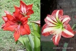Barbados Lily (Hippeastrum cvs)