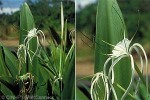 White Spider Lily (Hymenocallis pedalis)