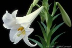 Christmas Lily (Lilium longiflorum hybrid)