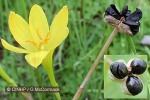 Yellow Rain Lily (Zephyranthes citrina)
