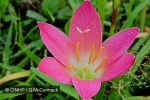 Rose Rain Lily (Zephyranthes rosea)