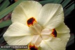 African Iris (Dietes bicolor)