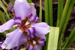 Blue Apostle Iris (Neomarica caerulea)