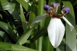 White Apostle Iris (Neomarica gracilis)