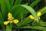 Walking Iris (Trimezia steyermarkii)
