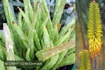 Aloe Vera (Aloe vera)