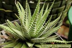 Enlarged Image of 'Haworthia attenuata'