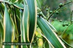 Enlarged Image of 'Dracaena angustifolia'