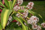 Enlarged Image of 'Dracaena fragrans cvs.'