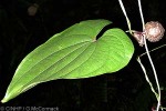 Enlarged Image of 'Dioscorea bulbifera'