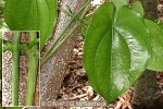 Spiny-base Yam (Dioscorea nummularia)