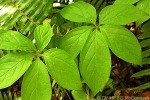 Finger-leaf Yam (Dioscorea pentaphylla)