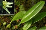 Enlarged Image of 'Bulbophyllum longiflorum'