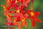 Red Crucifix Orchid (Epidendrum radicans)