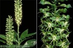 Rarotonga Ground-Orchid (Habenaria amplifolia)