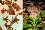 Malaxis Orchid (Malaxis resupinata)
