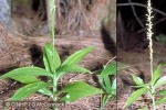 Peristylus Orchid (Peristylus minimiflorus)
