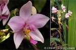 Fernland Orchid (Spathoglottis plicata)