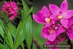 Dark Purple Ground Orchid (Spathoglottis unguiculata)