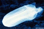 Hawaiian Box Jellyfish (Carybdea alata cf.)