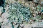 Leathery Sea-anemone (Heteractis crispa)