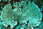 Enlarged Image of 'Acropora QQAitutaki-plate-GP'