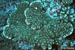 Enlarged Image of 'Acropora Rimatara danai GP'