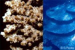 Enlarged Image of 'Acropora cytherea'