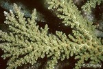 Enlarged Image of 'Acropora florida'