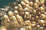 Enlarged Image of 'Acropora gemmifera'