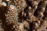 Enlarged Image of 'Acropora hyacinthus'