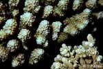 Enlarged Image of 'Acropora lutkeni'