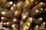 Enlarged Image of 'Acropora monticulosa'