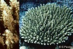 Enlarged Image of 'Acropora nasuta'