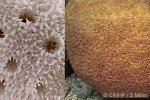 Porous Star Coral (Astreopora myriophthalma)