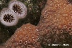 Lesser Knob Coral (Cyphastrea serailia)