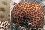 Crust Coral (Leptastrea purpurea)