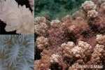 Horn Coral (Hydnophora exesa)