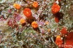 Cup Coral (Balanophyllia sp.)