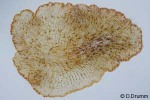 Paraplanocera oligoglena