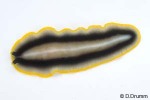 a flatworm (Pseudobiceros paralaticlavus)