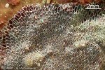 Enlarged Image of 'Bryozoan-01 QQXQp'