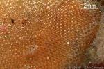 Enlarged Image of 'Bryozoan-31 QQXQp'