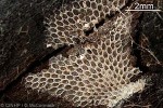 Enlarged Image of 'Bryozoan-41 QQXQp'