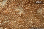 Enlarged Image of 'Bryozoan-68 QQXQp'