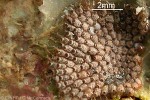 Enlarged Image of 'Bryozoan-99 QQXQp'