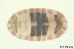Enlarged Image of 'Chiton species1'